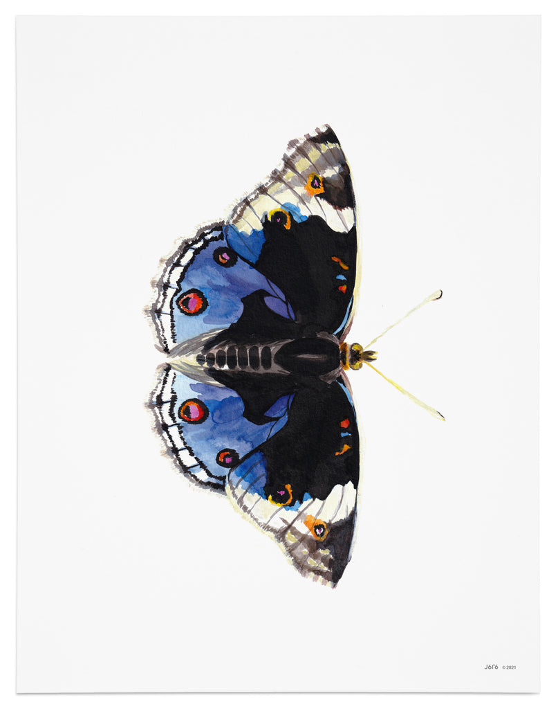 blue pansy butterfly art print