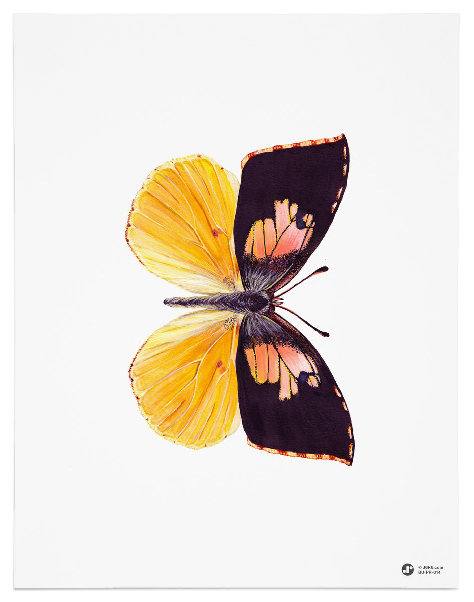 Butterfly-14-Art-