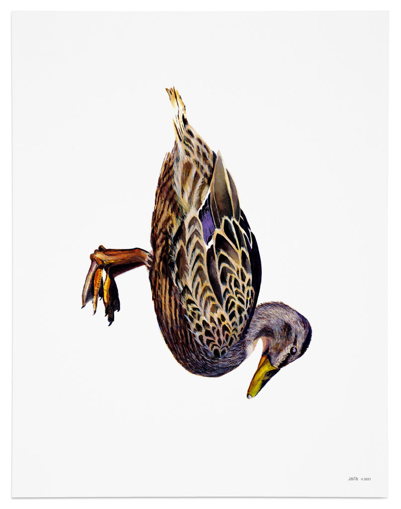 female mallard duck art print