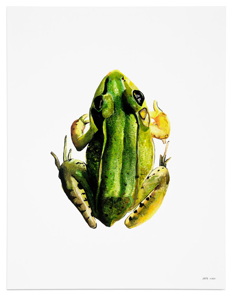 green frog art print
