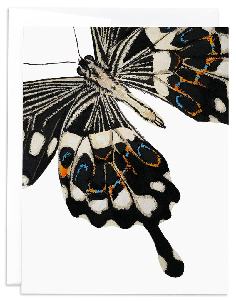 brown swallowtail butterfly card front