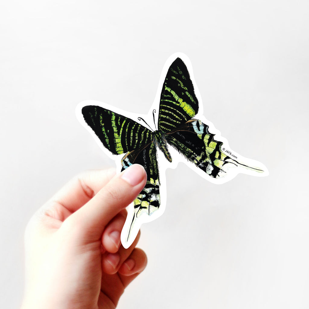 hand holding green and black moth vinyl sticker