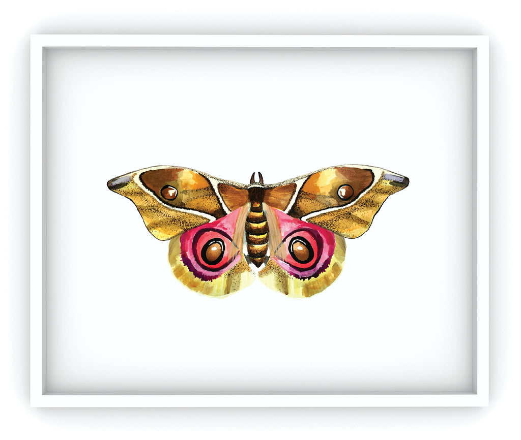 framed yellow brown and pink moth art print