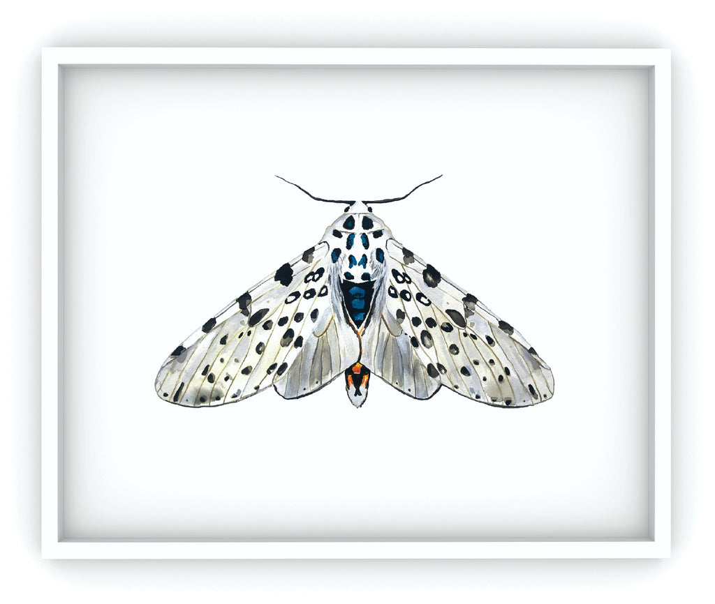 framed black and white tiger moth art print