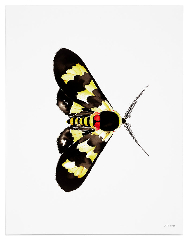 yellow and black moth art print