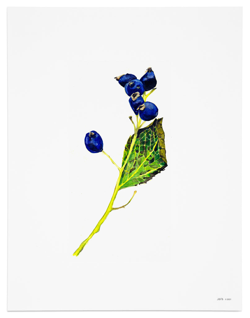 blue berries on branch art print