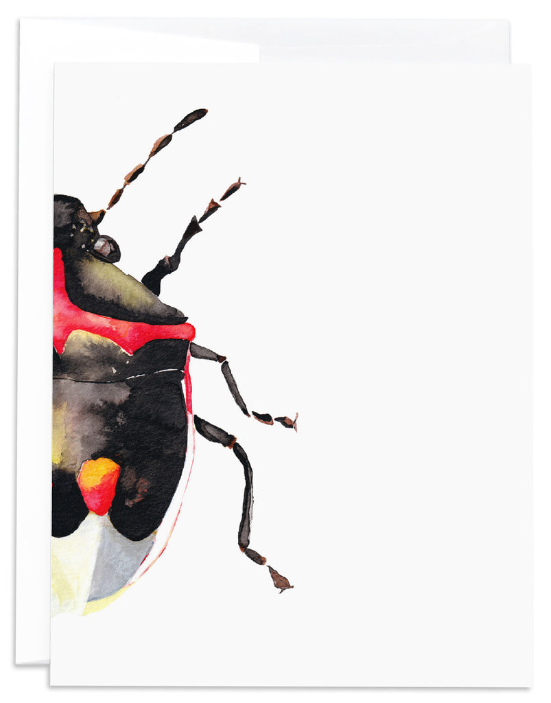 cropped stink bug notecard front