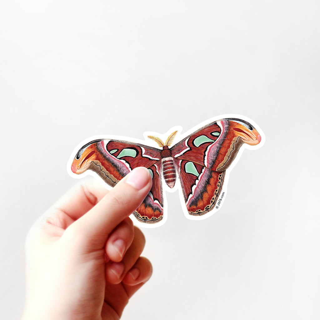 brown moth sticker in hand