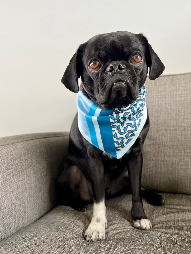 Blue Butterfly Tied as a Bandana on a Pug