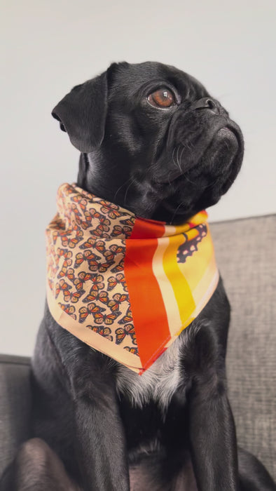 orange monarch butterfly silk scarf on pug