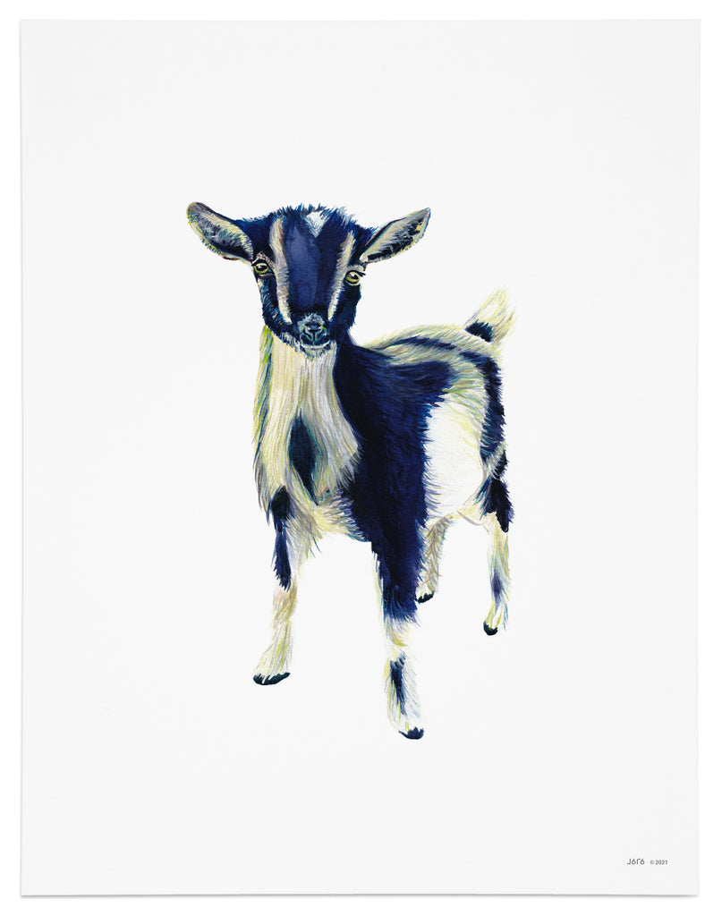 blue pygmy goat print