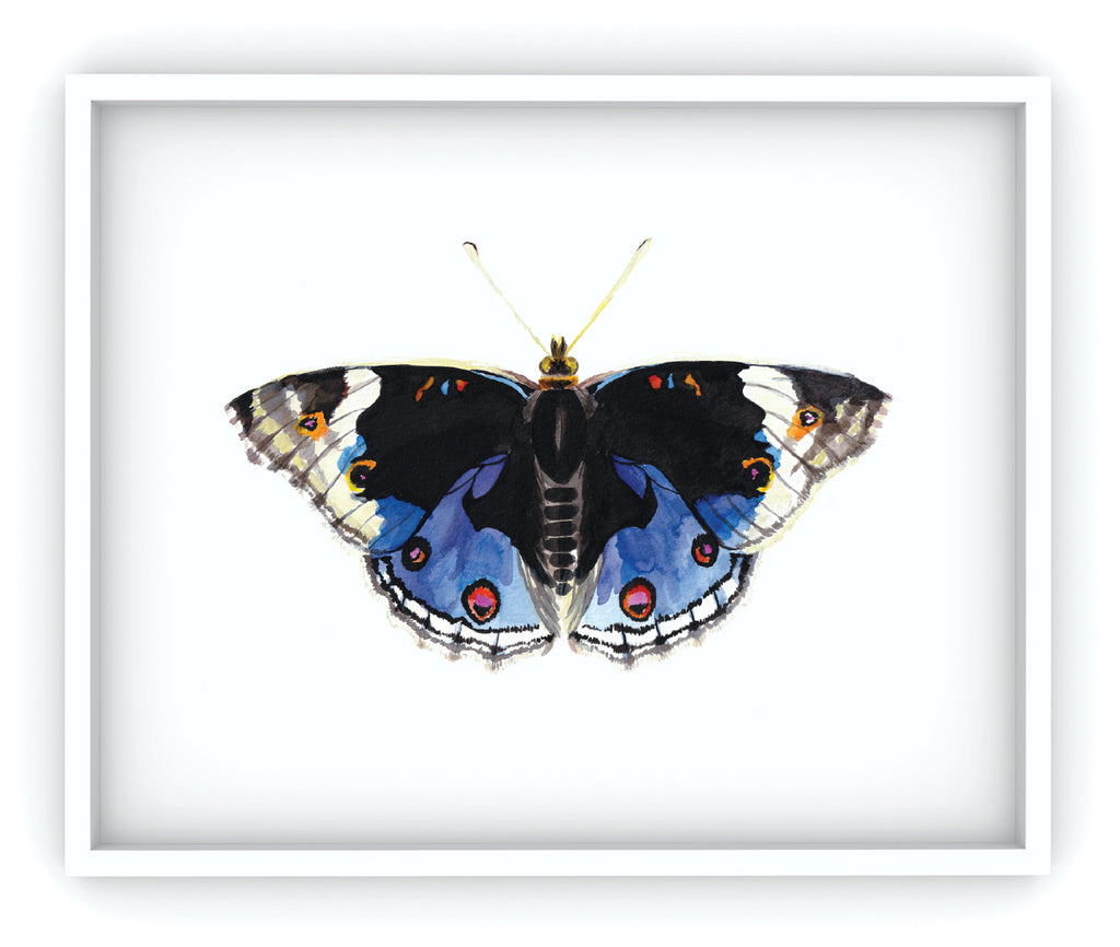 blue pansy butterfly art print