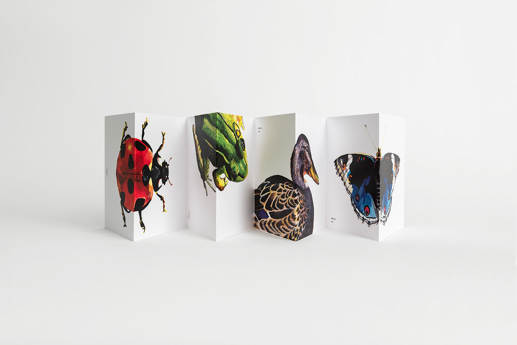 ladybug frog duck butterfly notecards