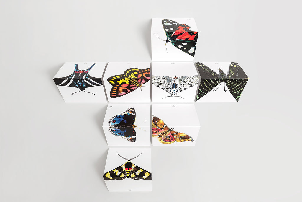 colorful moth and butterfly note cards