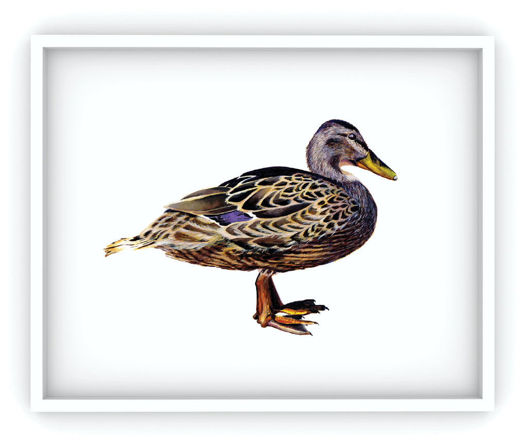 female mallard duck framed art print