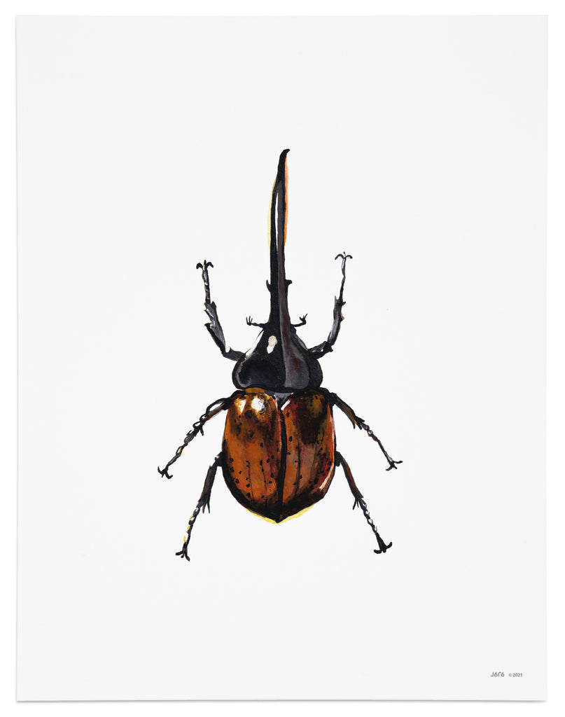 hercules beetle art print