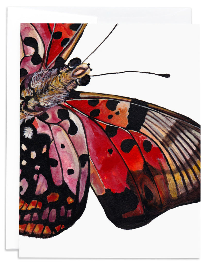 Charaxes Zingha Red and Pink Butterfly notecard