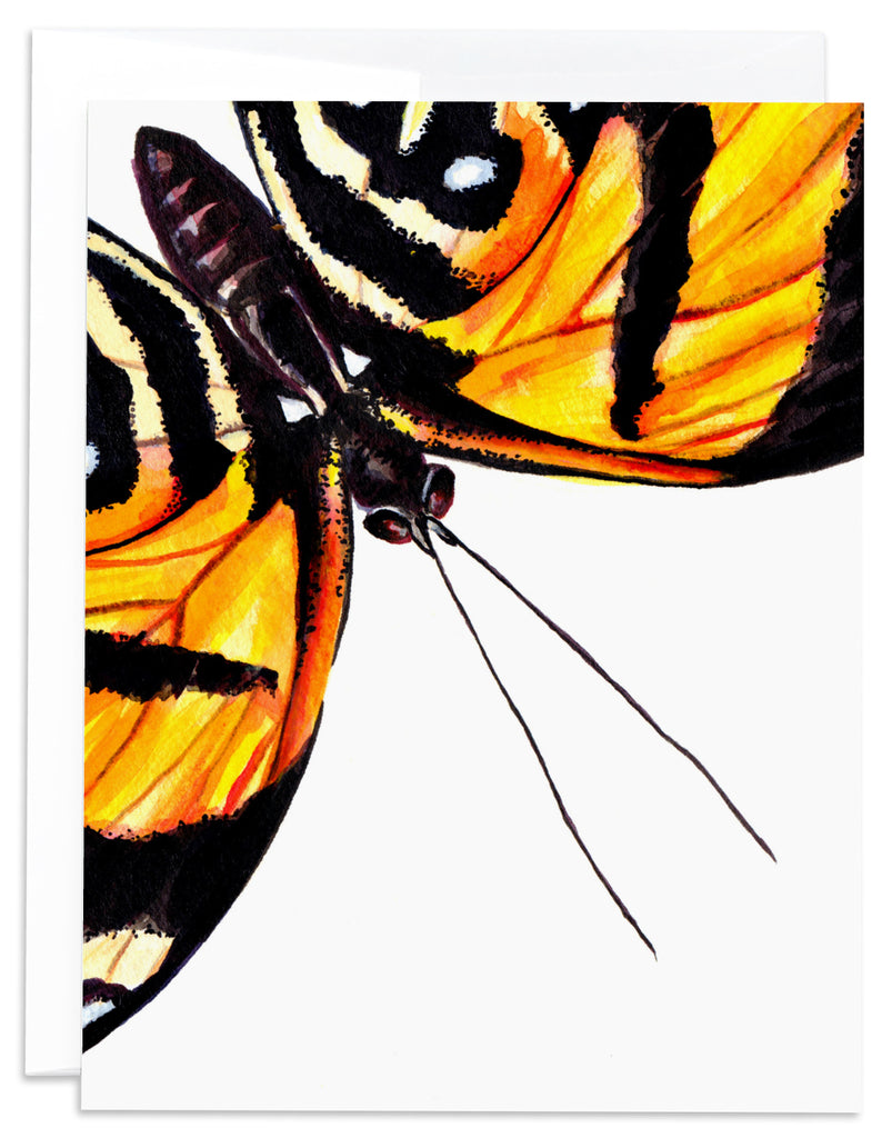 orange butterfly card front