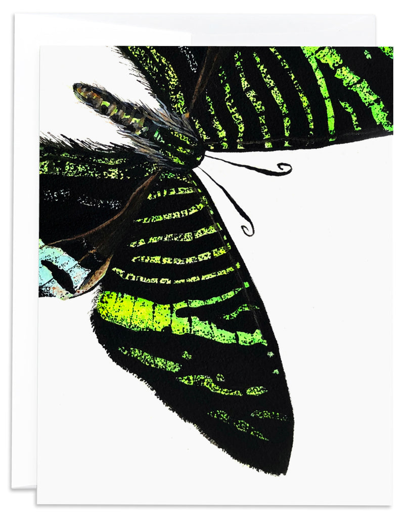 Green and Black Madagascar Moth Card Front Version B