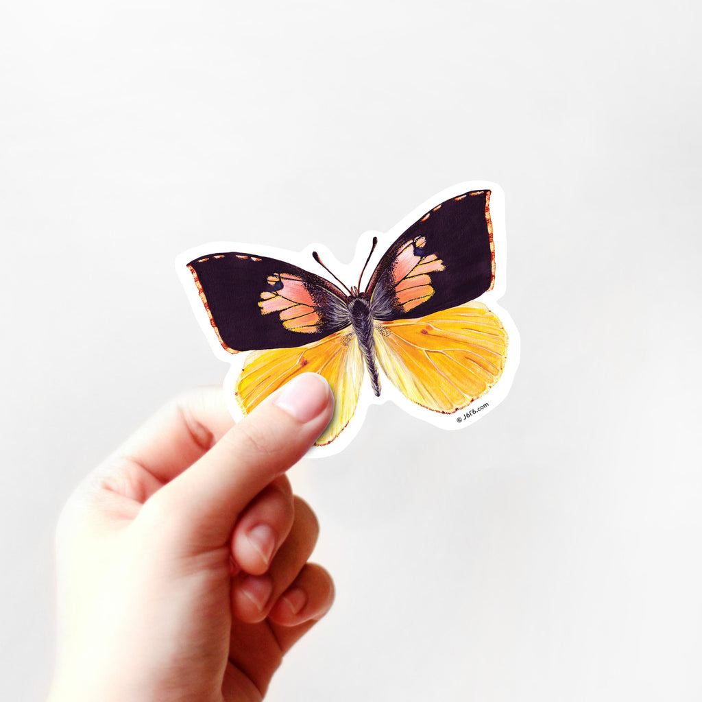 yellow and pink butterfly in hand