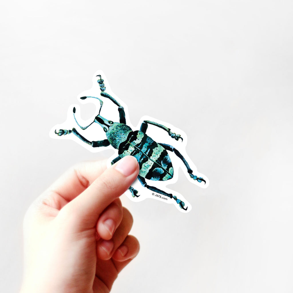 Hand Holding Blue and Black Weevil Bug Sticker