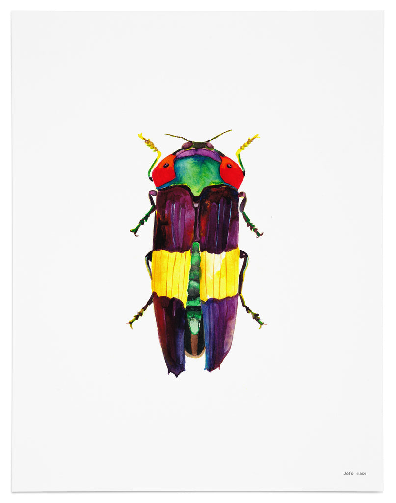rainbow jewel beetle art print
