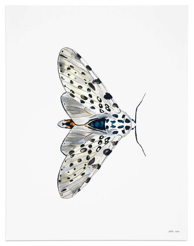 black and white tiger moth art print