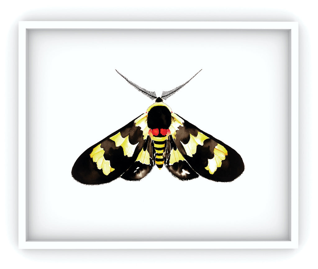 framed yellow and black moth art print