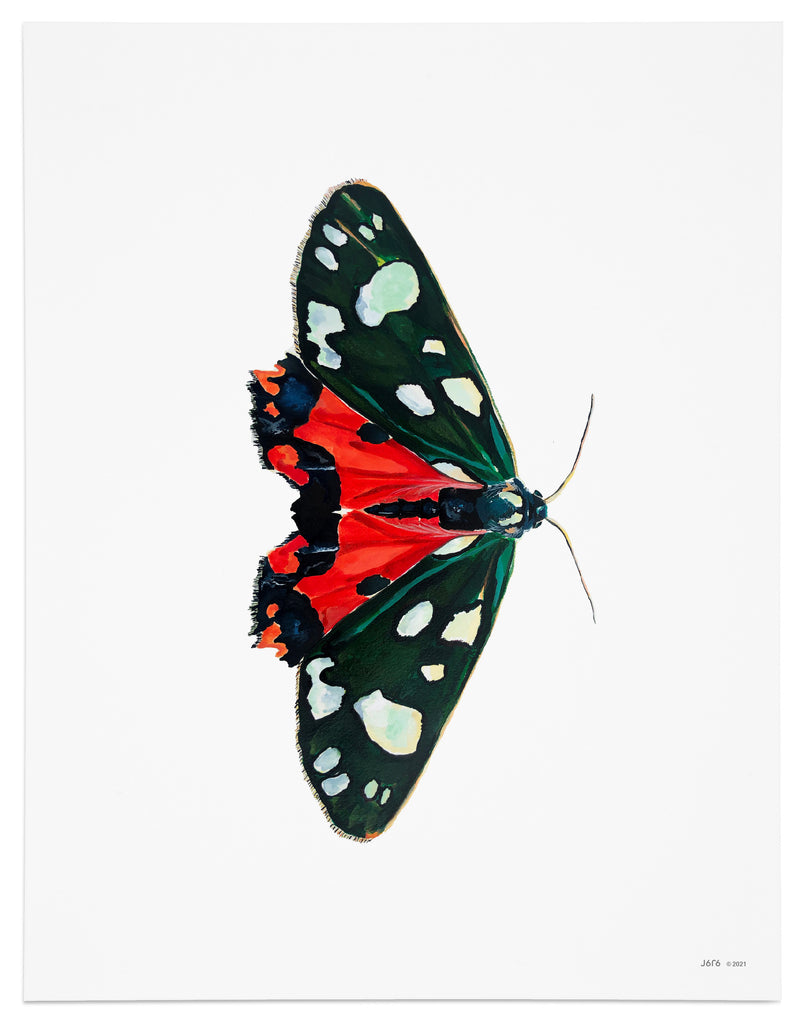 red and green moth art print