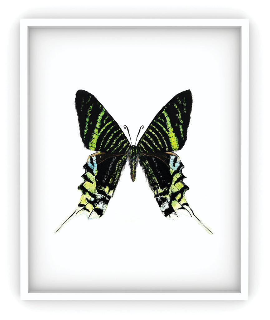framed green and black moth art print