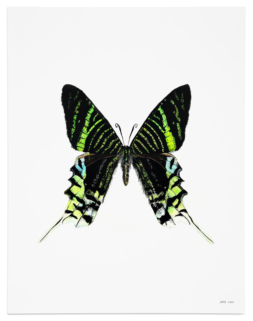 green and black moth art print